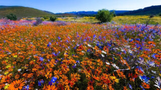 ナマクワランド